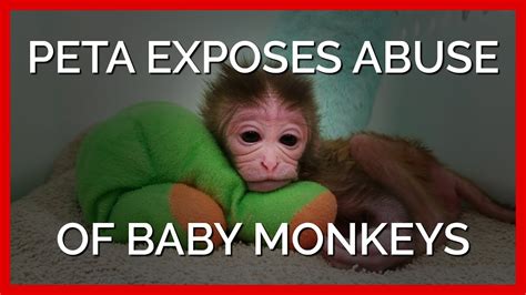 Horrific cruelty of baby monkeys in particular can be seen to range from waterboarding to forcing them to painfully walk on their hind legs only. . Youtube pet monkey abuse
